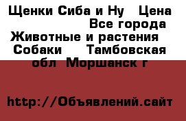 Щенки Сиба и Ну › Цена ­ 35000-85000 - Все города Животные и растения » Собаки   . Тамбовская обл.,Моршанск г.